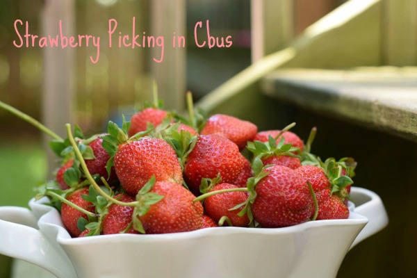 U-Pick Strawberry Farms