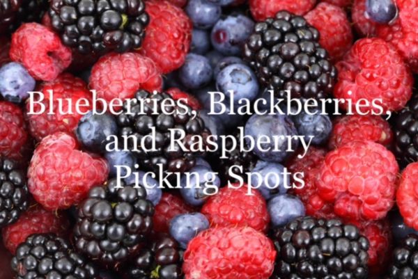 u-pick berries