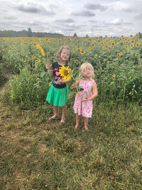 sunflowerfields