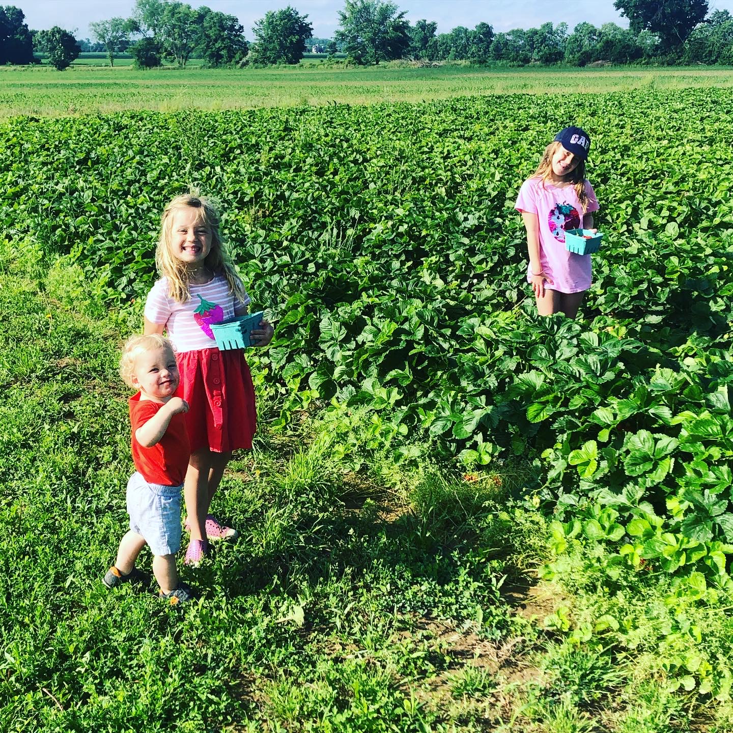 Strawberry Picking in Central Ohio