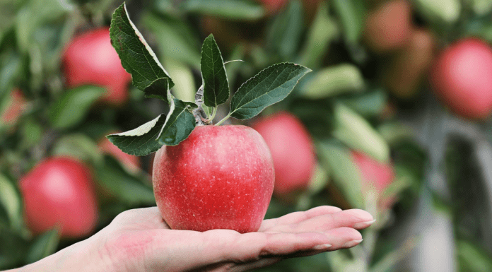 apple picking columbus ohio