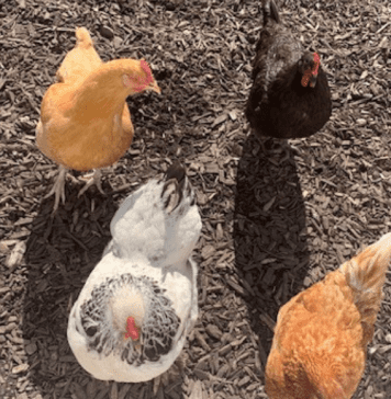 Raising chickens