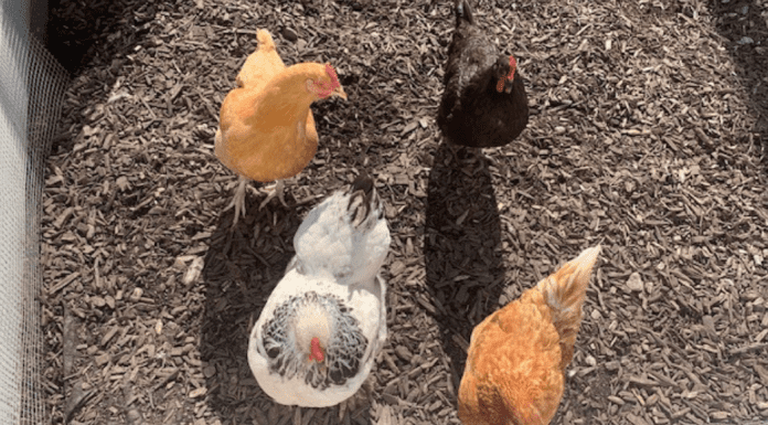Raising chickens