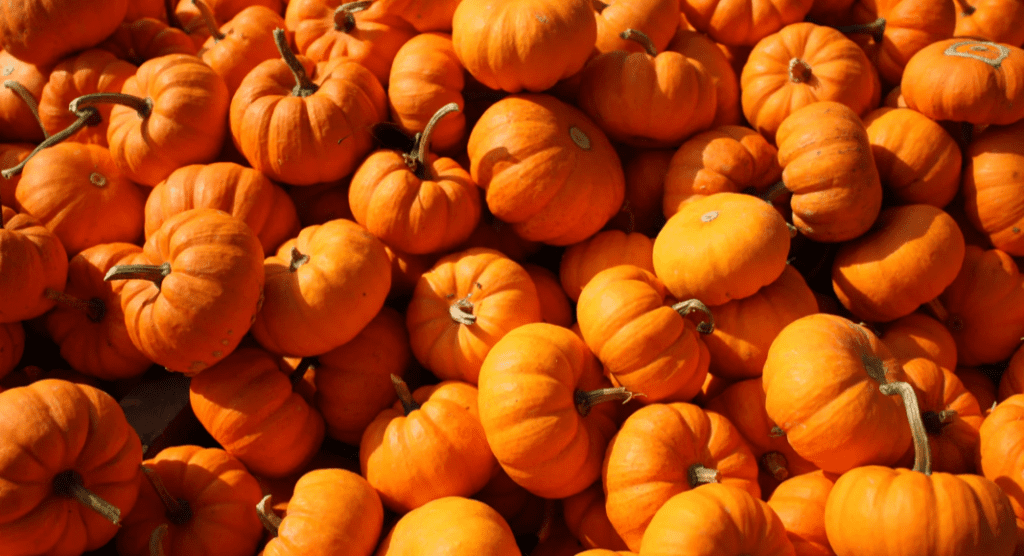 pumpkin foods to make