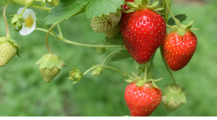 strawberry picking