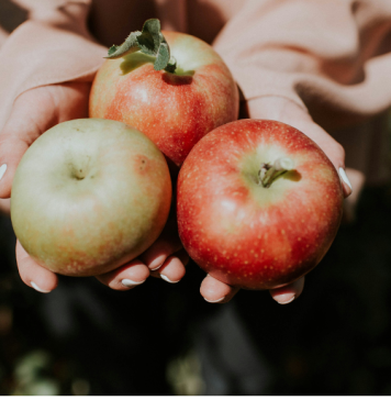 Picking apples in Columbus, Ohio